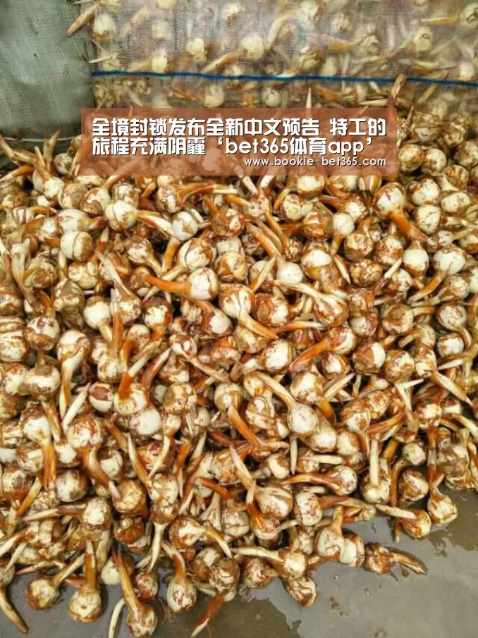 全境封锁发布全新中文预告 特工的旅程充满阴霾‘bet365体育app’